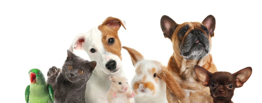 Atendimento Veterinário Clinico e Domiciliar Taboão da Serra e São Paulo